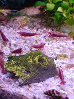 JESS AQUANATURE 36 – JESSICA CHEDZEIR
