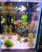 JESS AQUANATURE 36 – JESSICA CHEDZEIR